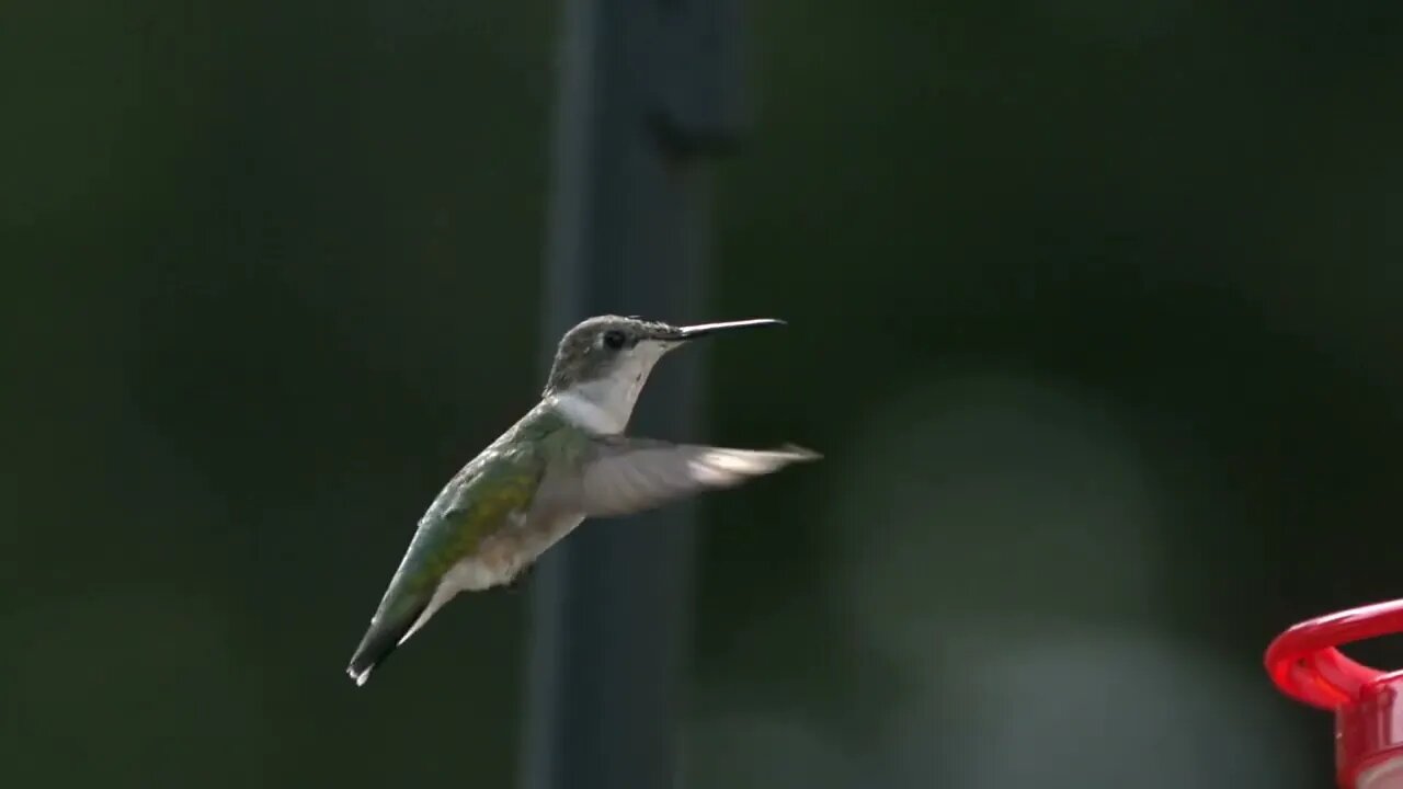 Slow Motion Hummingbird flying