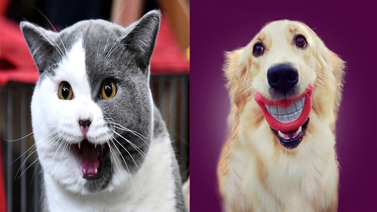 Funny Cute Cats And Dogs Videos 2023 💗 Compilation 💗 Cute is Not Enough