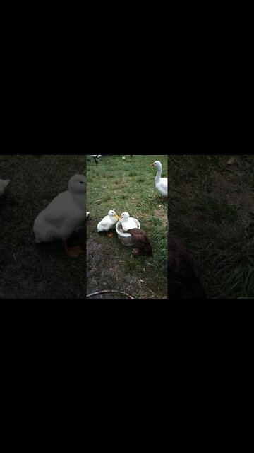 Duck in a bucket 28th February 2022