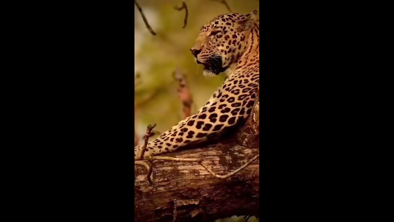 Leopard Sightings