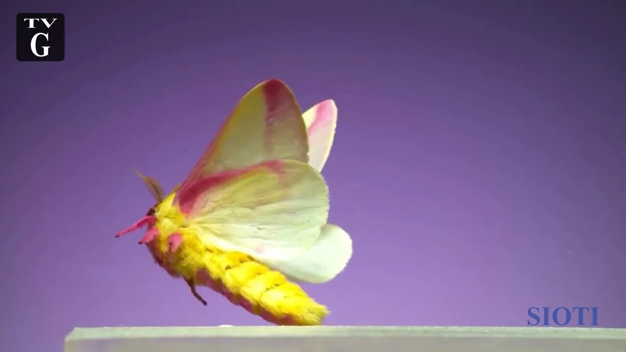26 April
