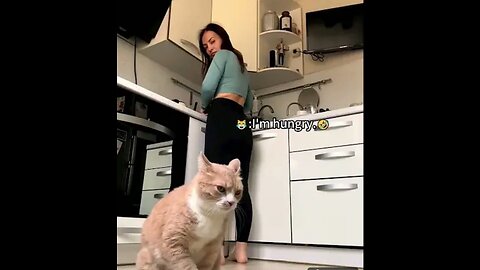 Funnest cat in the world 🌎 fanny and fails pets vedeo