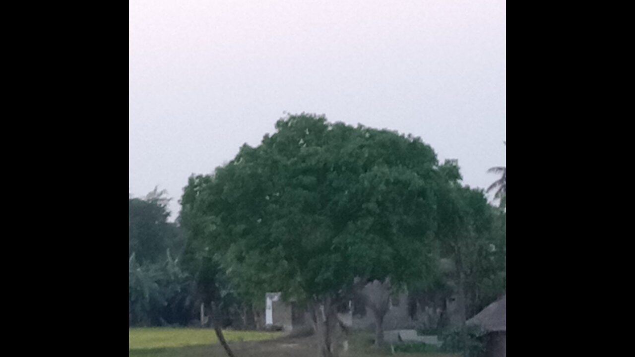 Green peepal tree.