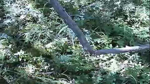 Bigfoot Scares Bow Hunter