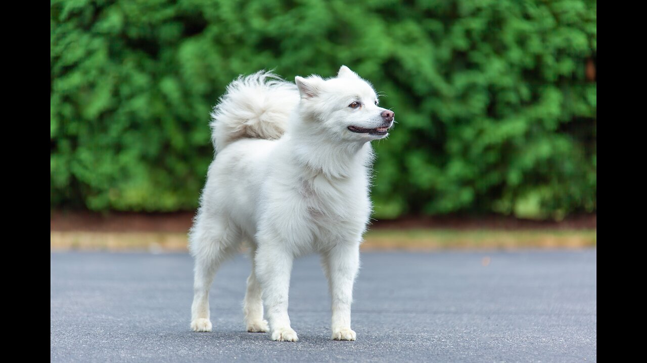 "Meet Bailey: The Lovable Dog Who Will Melt Your Heart in This Heartwarming Video"