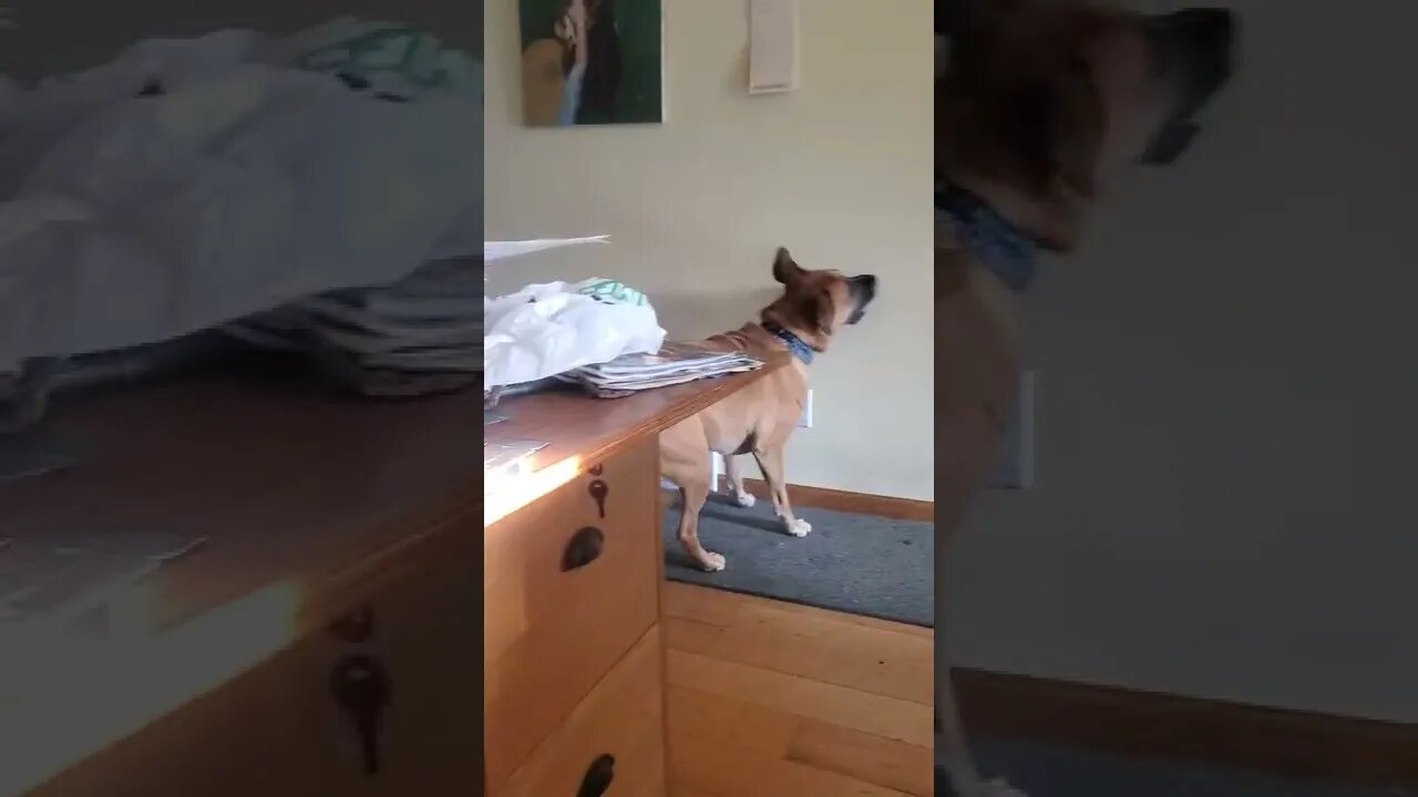 dog goes after reflective light (funny).