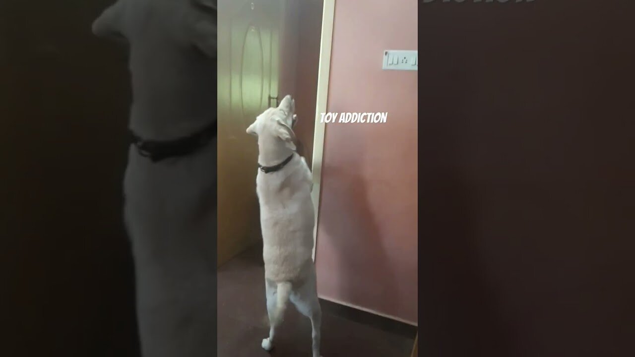 My dog is addicted to this
