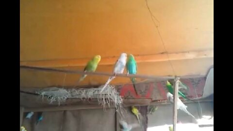 love birds vs budgies .(Budgies)