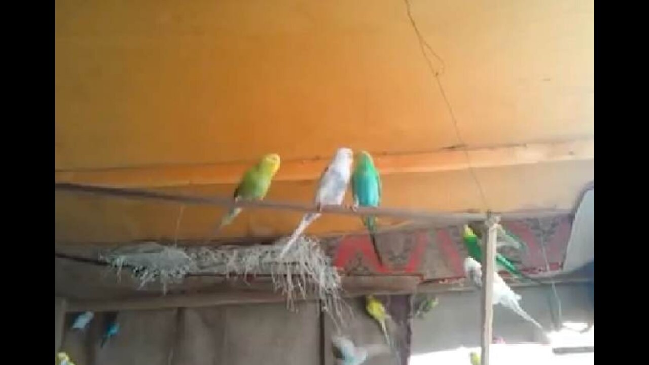 love birds vs budgies .(Budgies)