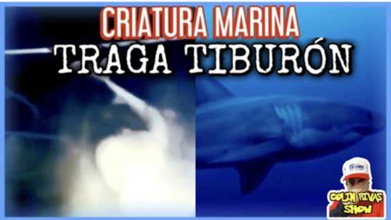 SUPER DEPREDADOR SE COME TIBURONES BLANCOS