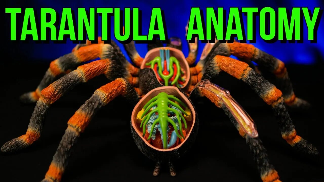 The Anatomy of a Tarantula & Spider Biology