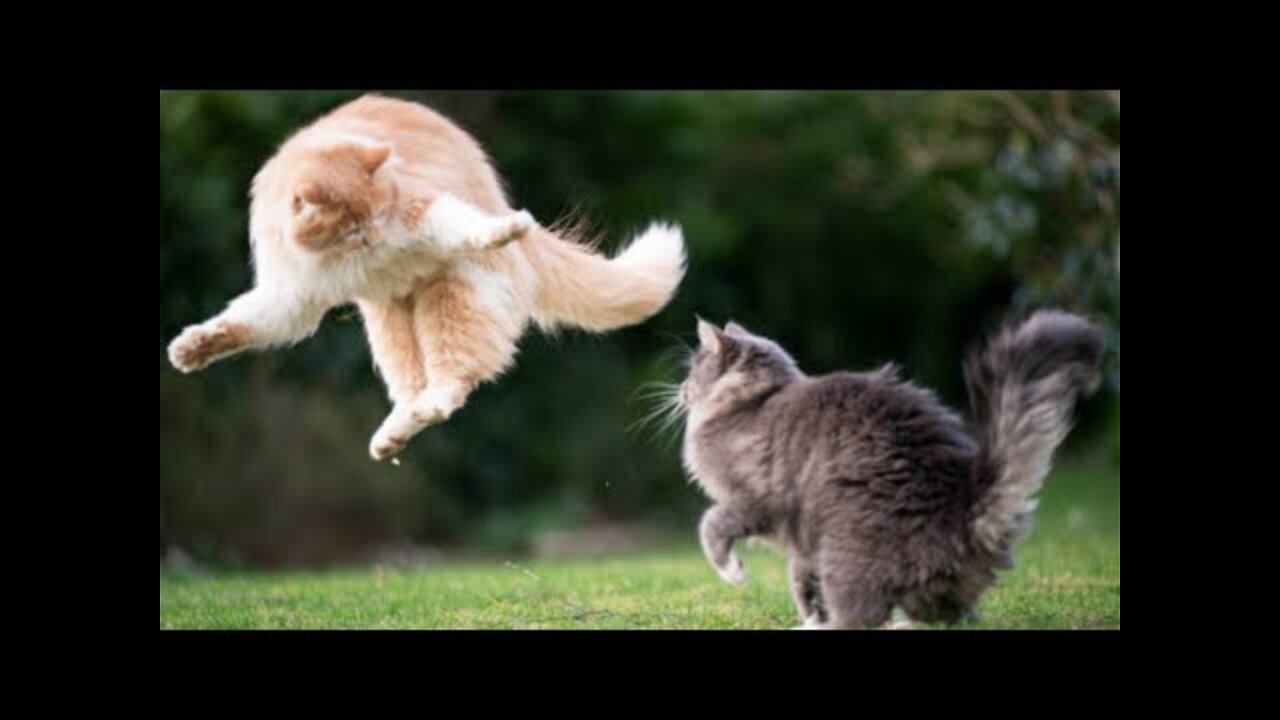 See how two cats fight in dangerous ways