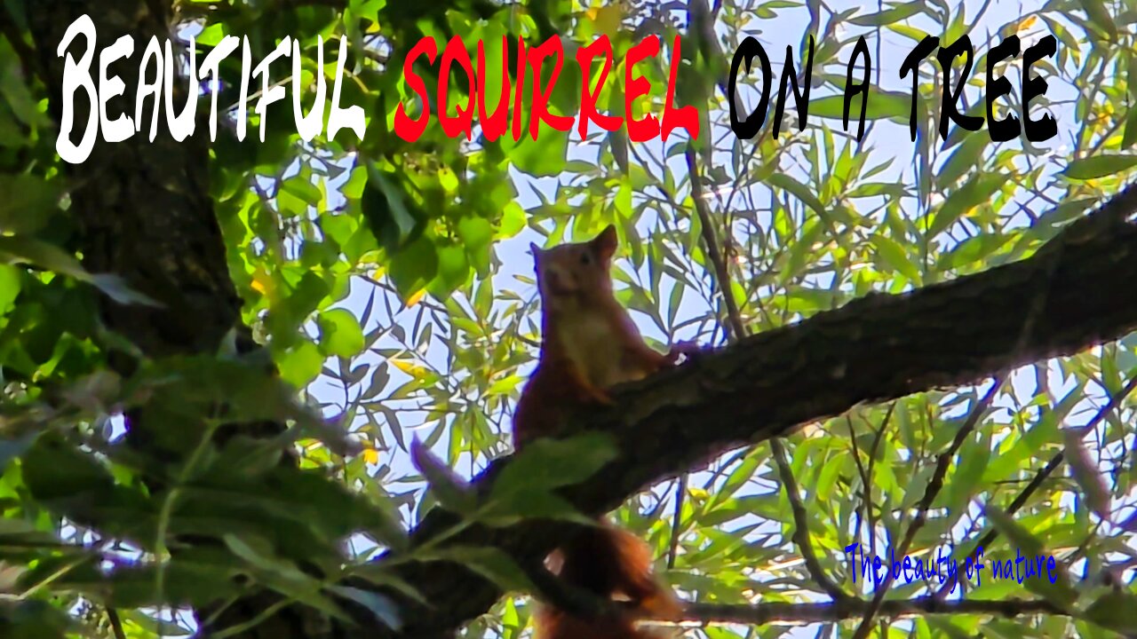 Beautiful squirrel on a tree / beautiful brown squirrel in nature.