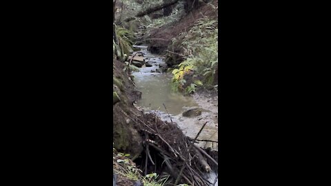 Redwood Creek Flowing to Falls