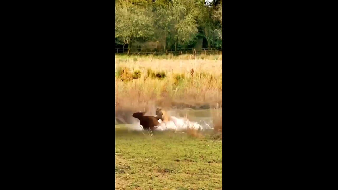 super Animal 🐅🦁🐫shorts video