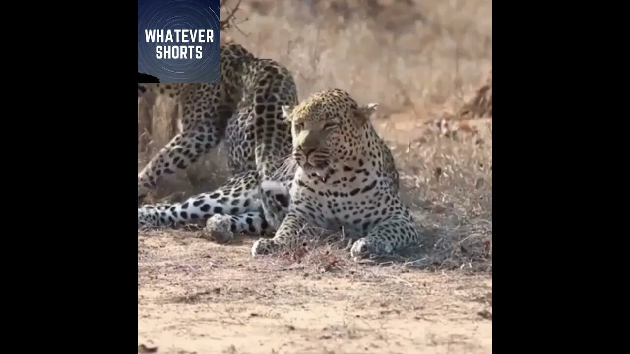 The Awakening: A Playful Pursuit of Attention #shorts #animals #leopard #funny