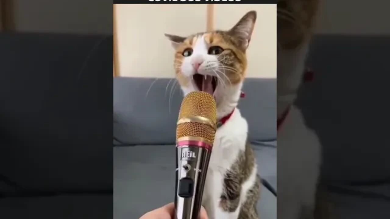 gato que sabe cantar