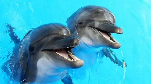 Lahore Dolphin Show