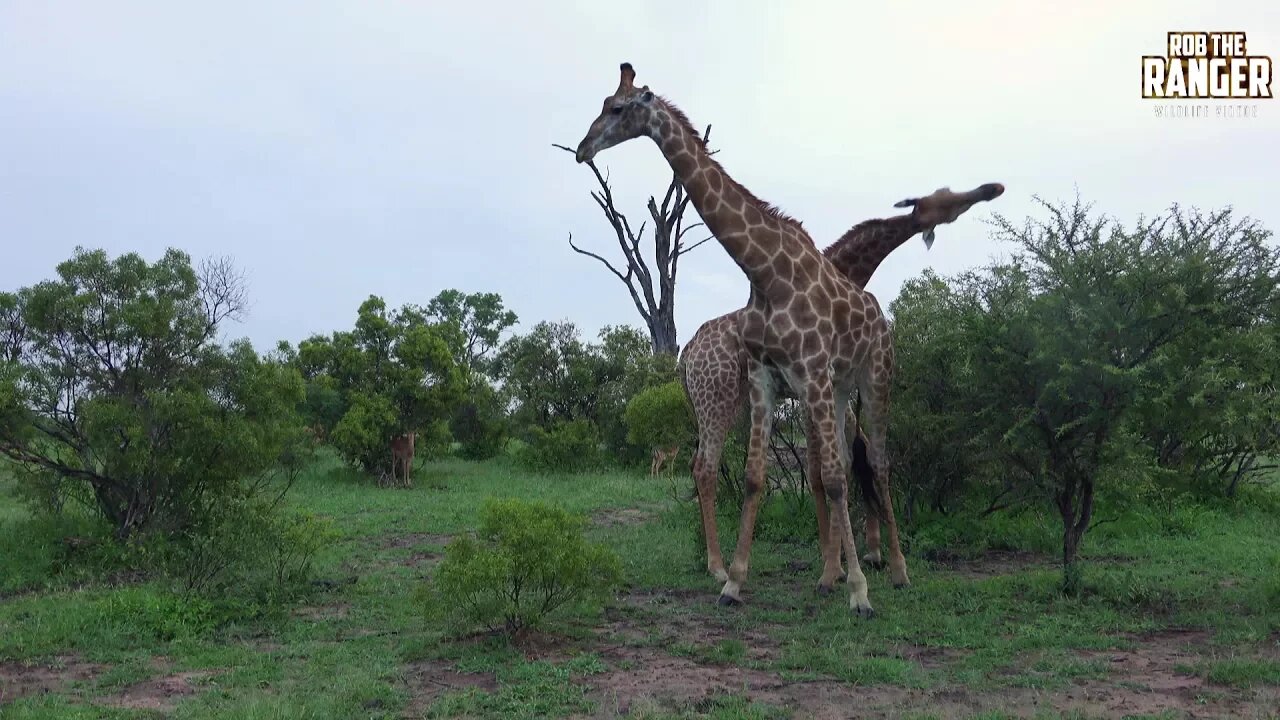 Caught On Film: South African Giraffe Bulls "Necking"