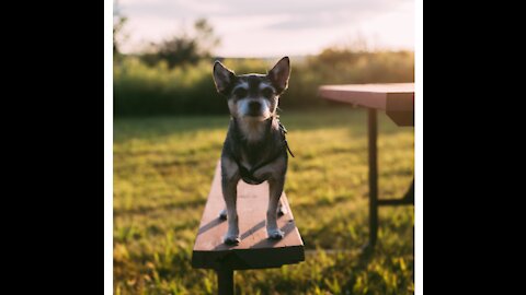 Teaching dogs to guard a place or a property or even a person