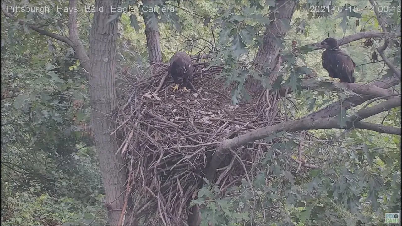 Hays Juveniles comes into nest one pushes the other out to woods limb 7.15.21 12:58PM