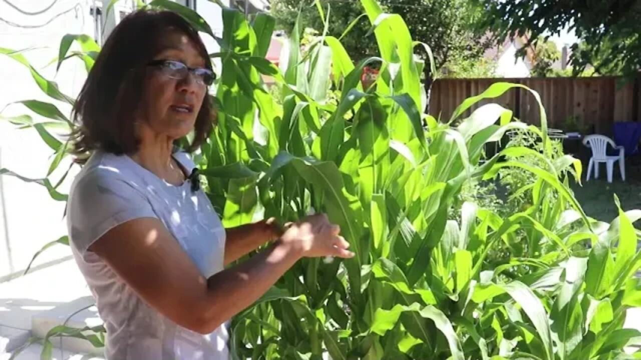 Growing Babycorn, the Checking Chires variety