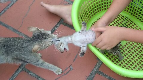 Super unique! Mother cat take back the baby kittens from the boy