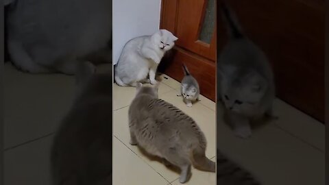 Cats funny fight video