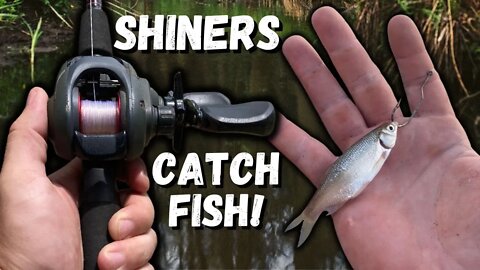 Are Shiners the BEST River Bait? (BIGGEST FISH YET)