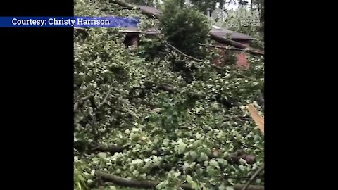 Trees come down in the Annapolis/Edgewater area