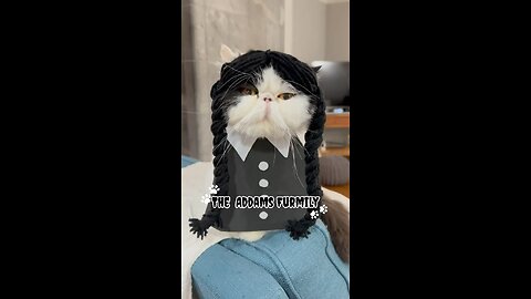 Funny cats