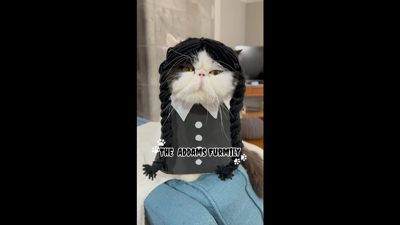 Funny cats