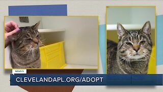 Cleveland APL Pet of the Weekend: 7-year-old kitty named Squints