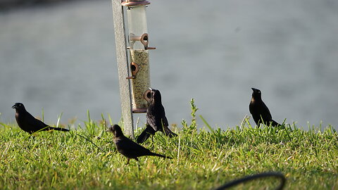 Grackle at new feeder with Sandhill Crane 4-28-2024