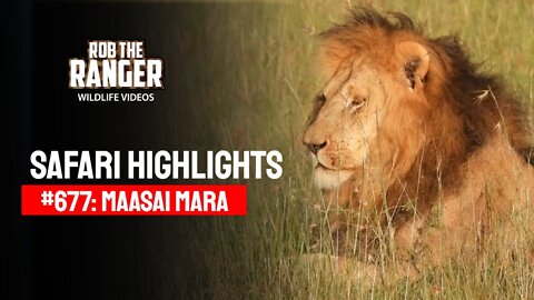 Safari Highlights #677: 20 & 21 March 2022 | Lalashe Maasai Mara | Latest Wildlife Sightings