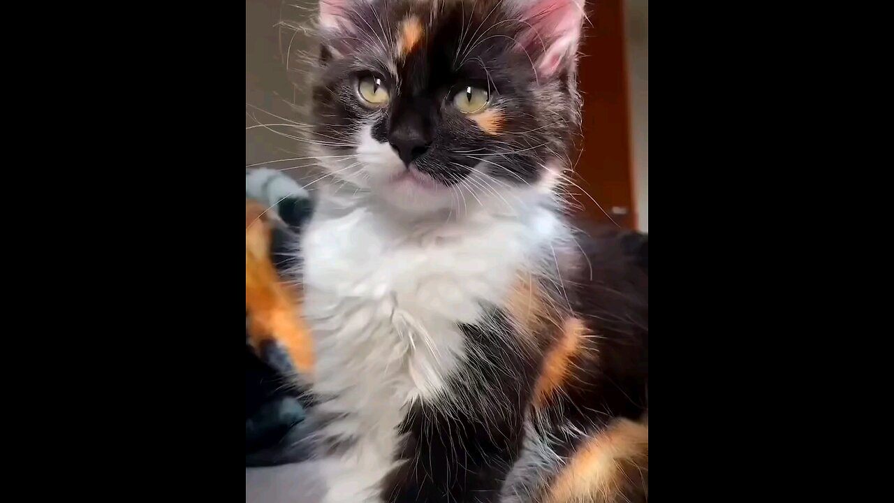 hypnotised kitten