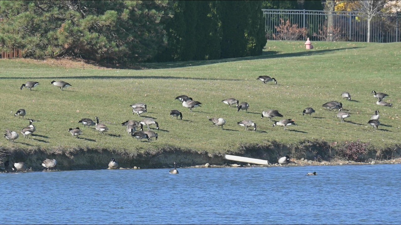 Ducks and Geese