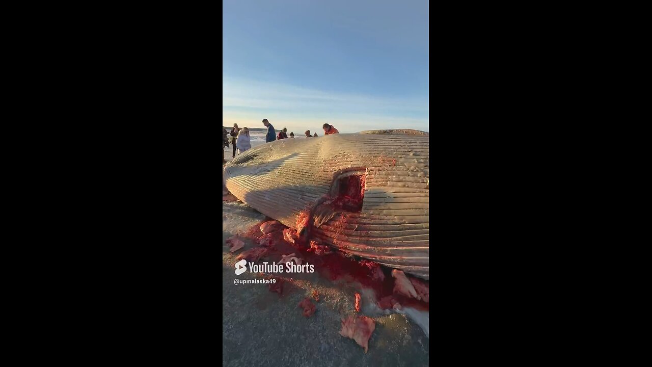 Endangered Fin Whale #Subscribe #Alaska #Outdoors #Nature #Wildlife #Winter #Frozen #iPhone #fyp