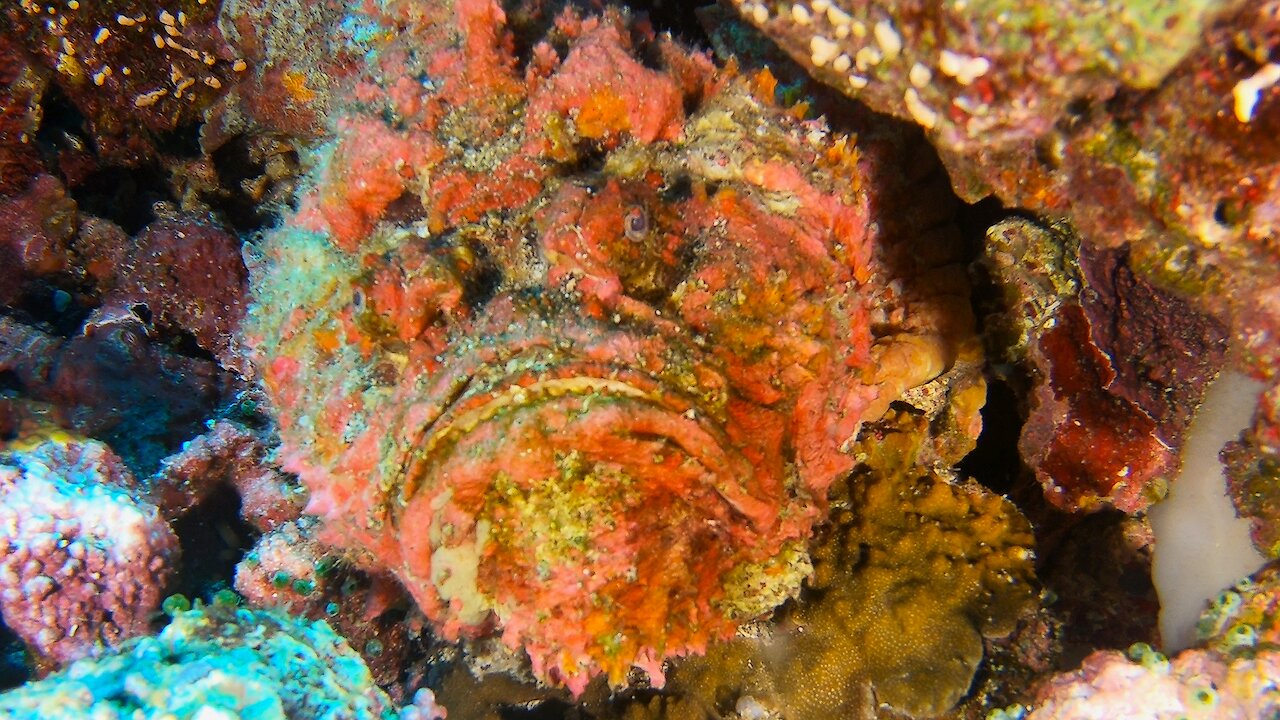 The world's most venomous fish has perfect camouflage