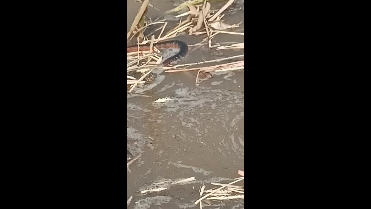 Indian red centipede