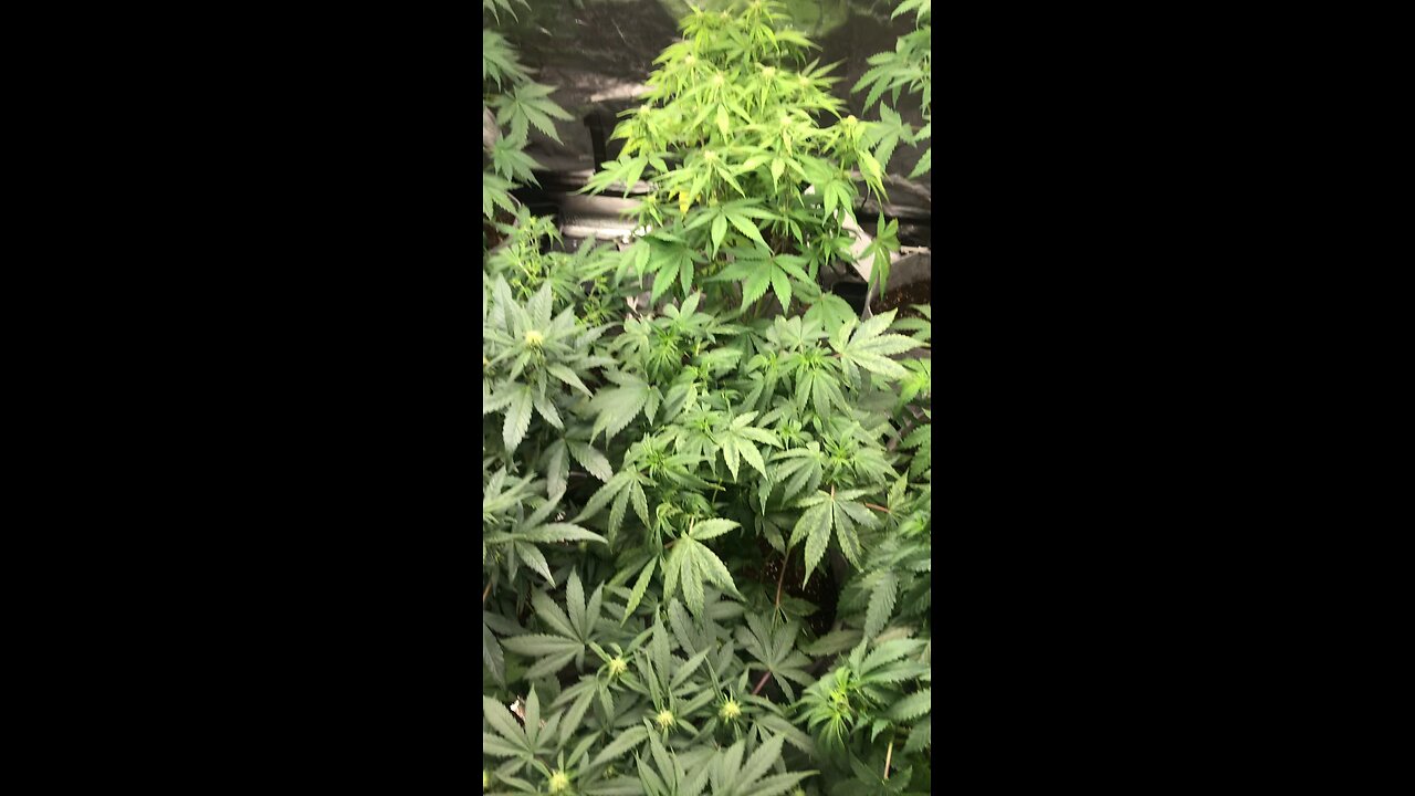 Grow 2 FASTBUDS 420 AC INFINITYevo4x2;)/SPIDER FARMER5x5