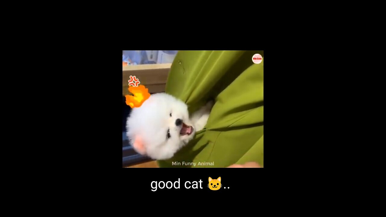 Good 👍 cat 🐱 #nice cat 🐱 #beautiful #cat ...