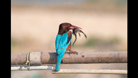 White throated Kingfisher - Nikon d850 slow mode - Nikon 200-500 f5.6