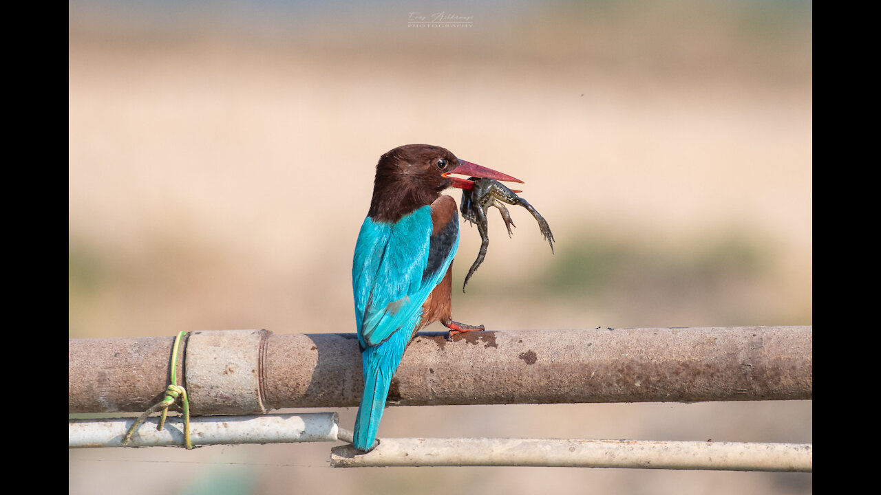 White throated Kingfisher - Nikon d850 slow mode - Nikon 200-500 f5.6