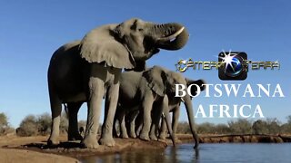 🌎 Câmera Terra |Animais da Reserva Mashatu, Botsuana, África | Animais da África | 2021