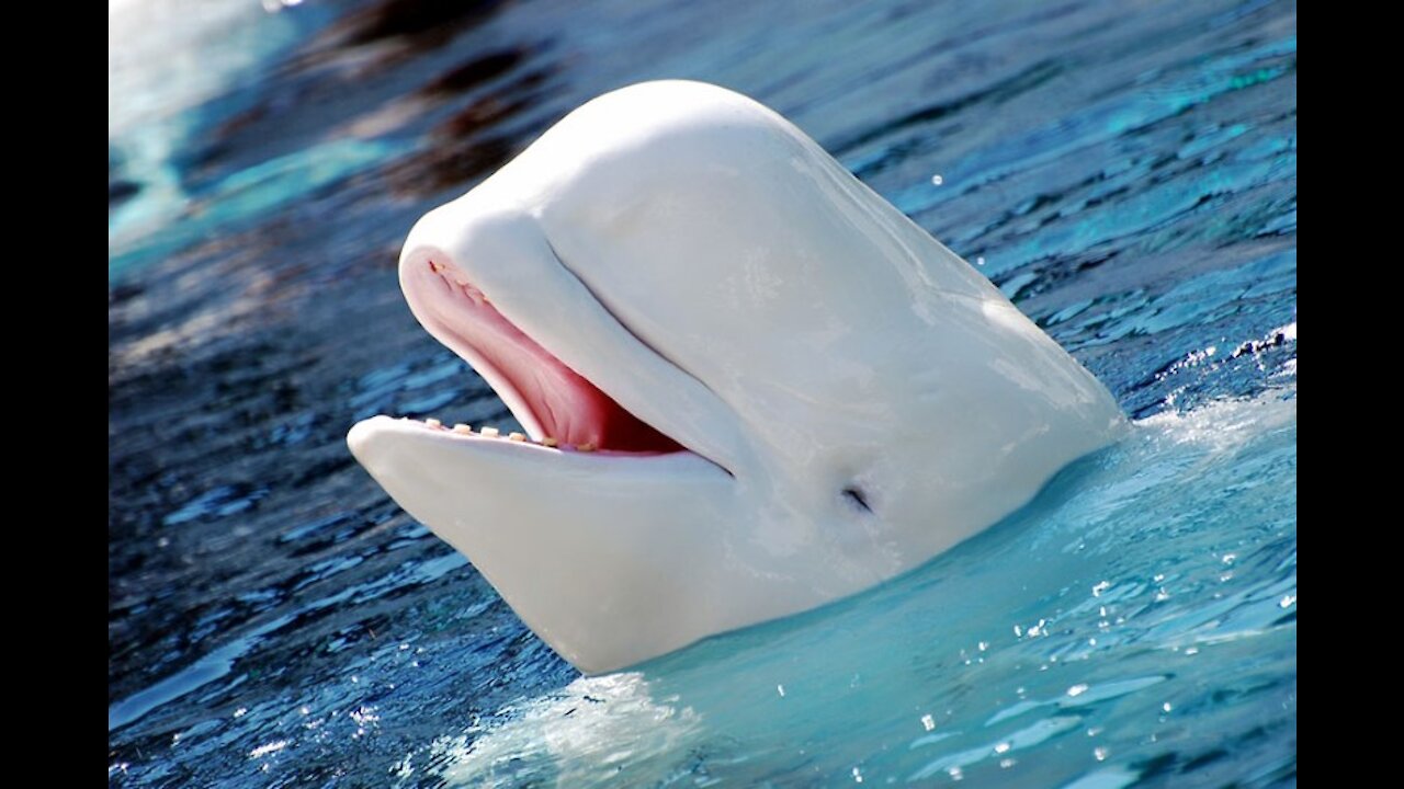 all about sharks