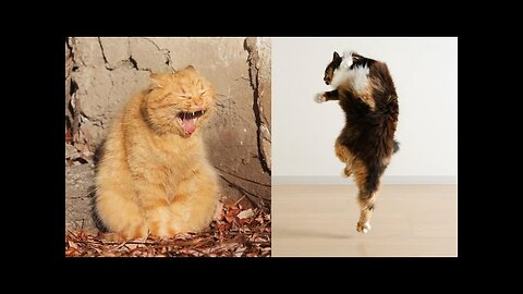 AWW SO FUNNY 😂😂 Super Dogs And Cats Reaction Videos