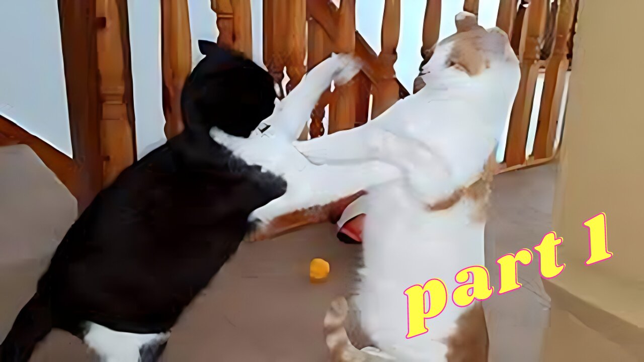 Cat Fighting Part 1