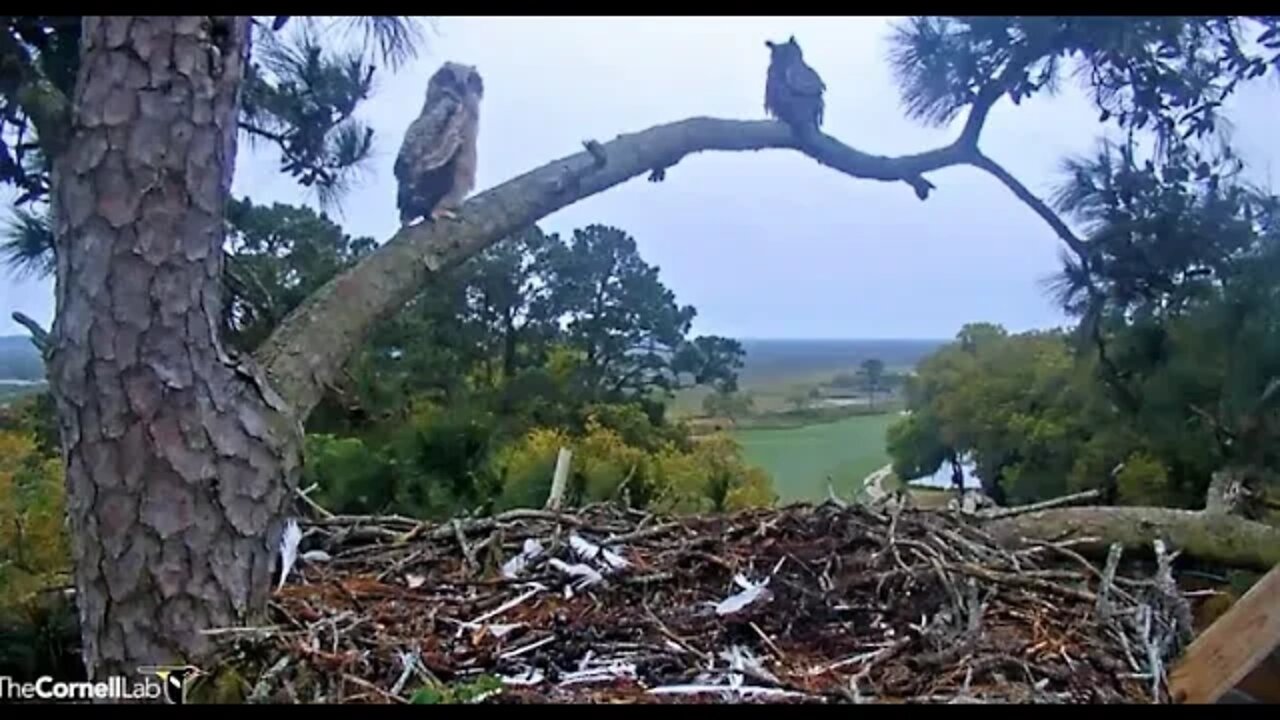 The Owlet Branches Upon Mom's Return 🦉 4/6/22 07:19