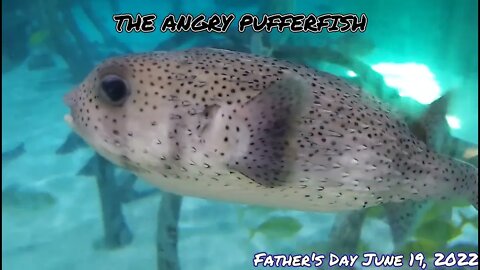 A Father's Day swim